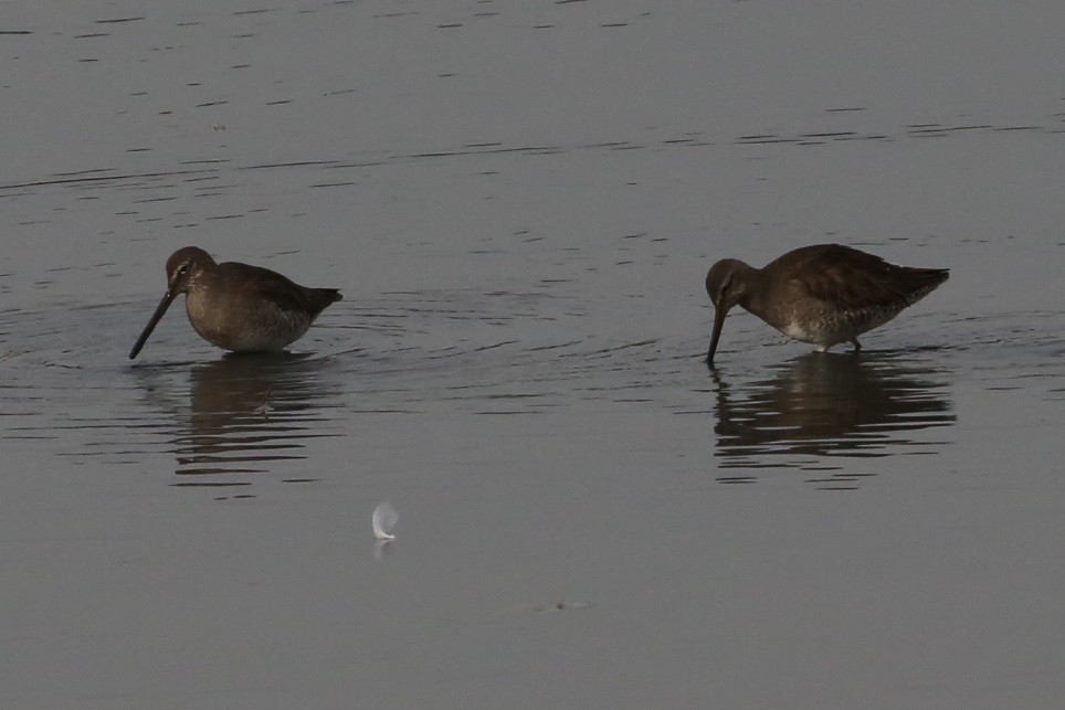 Неголь довгодзьобий - ML646636493