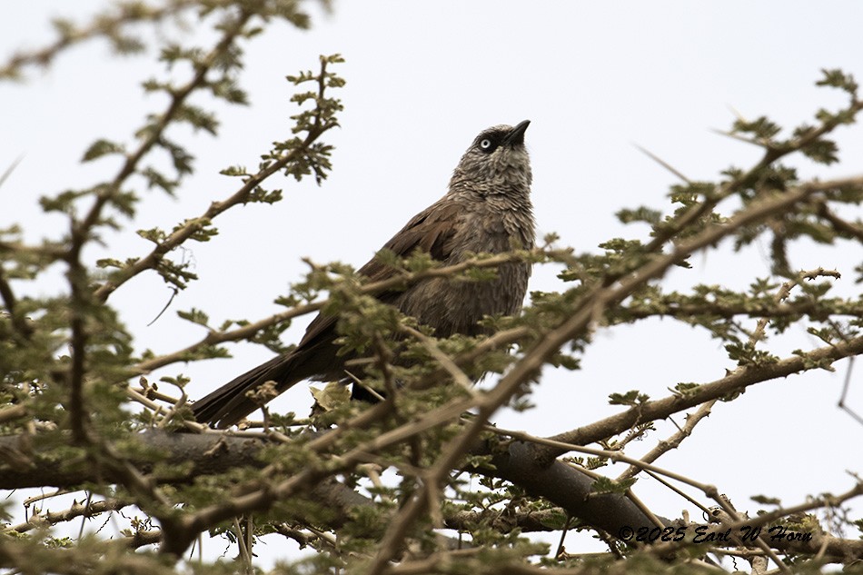 Black-lored Babbler - ML646636495