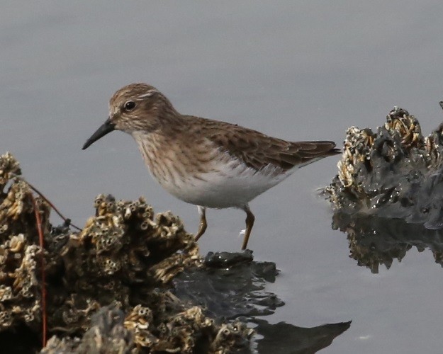 Побережник-крихітка - ML646636496