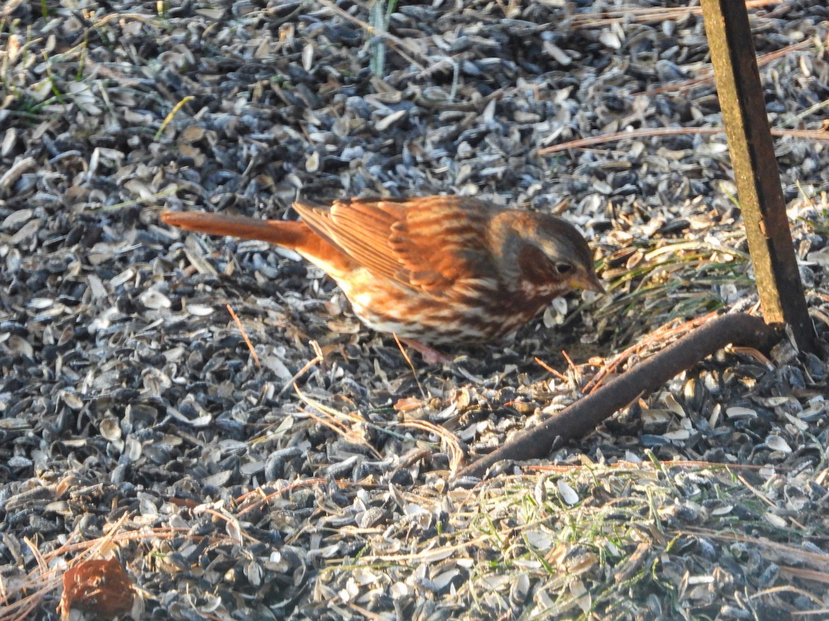 Fox Sparrow - ML646636497