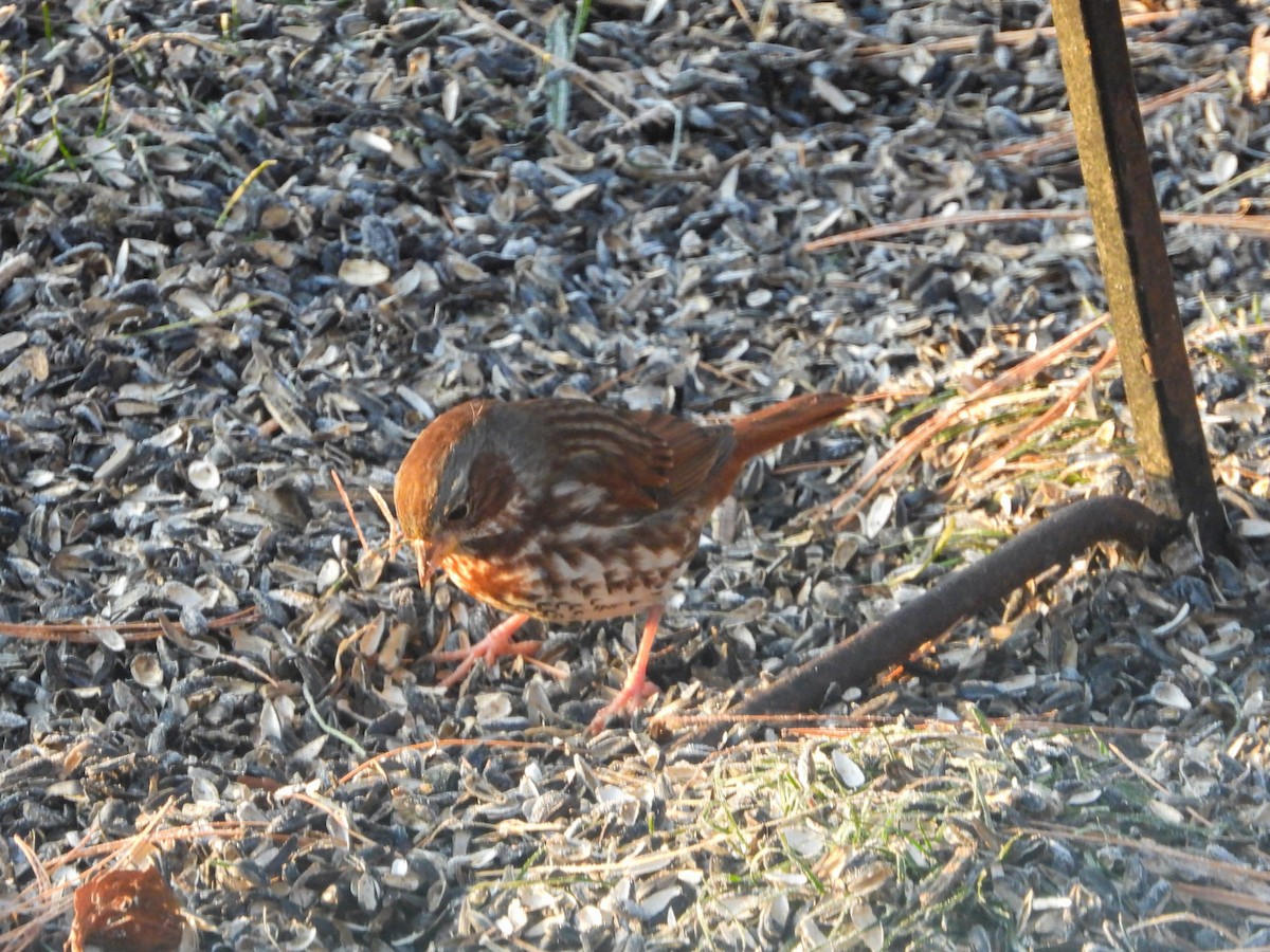 Fox Sparrow - ML646636498