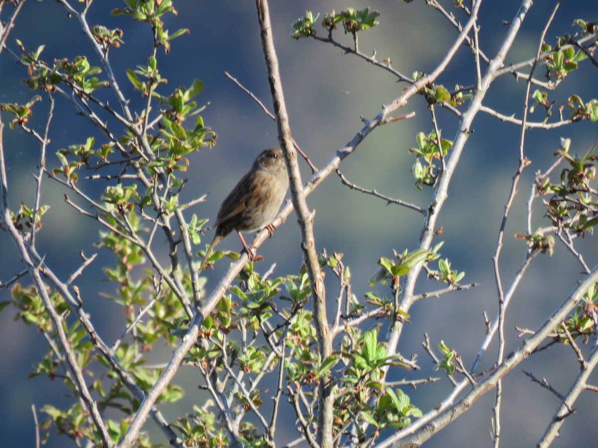 Dunnock - ML646636499