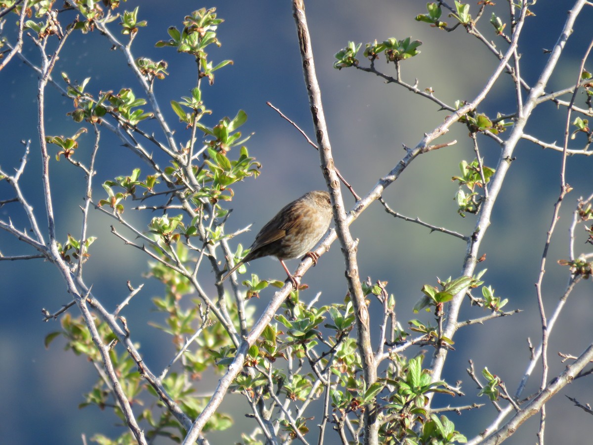 Dunnock - ML646636500