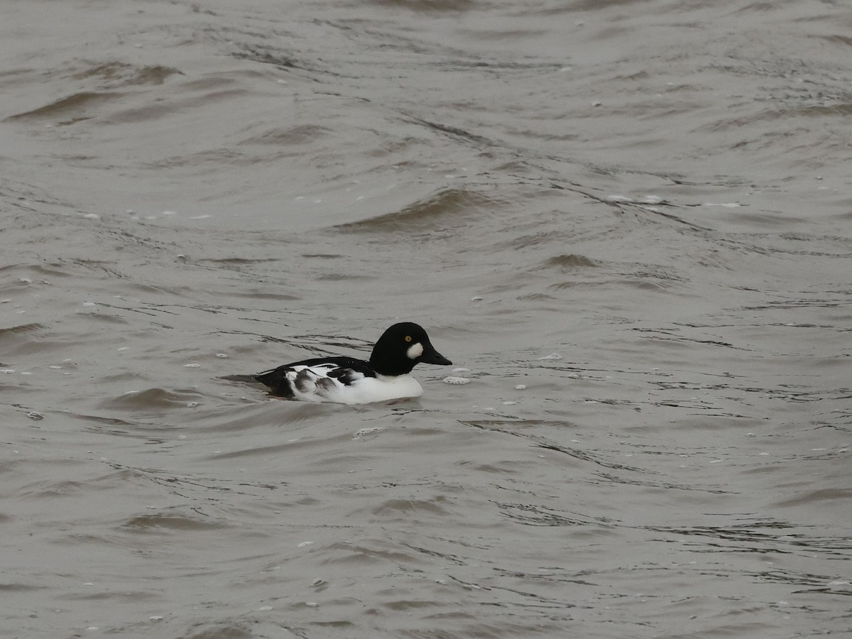 Porrón Osculado - ML646636501