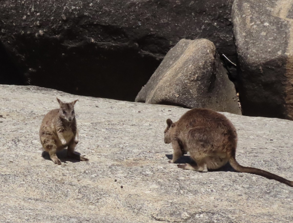Mareeba Rock Wallaby - ML646636505