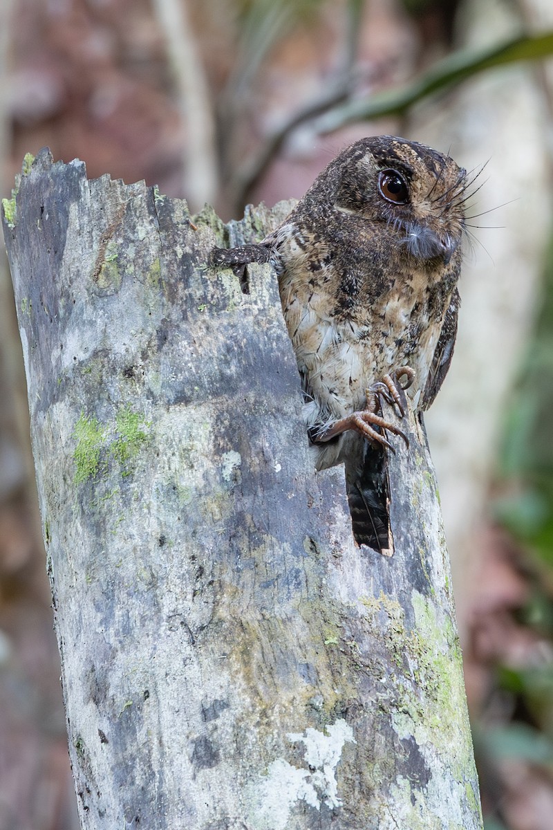 Moluccan Owlet-nightjar - ML646636506