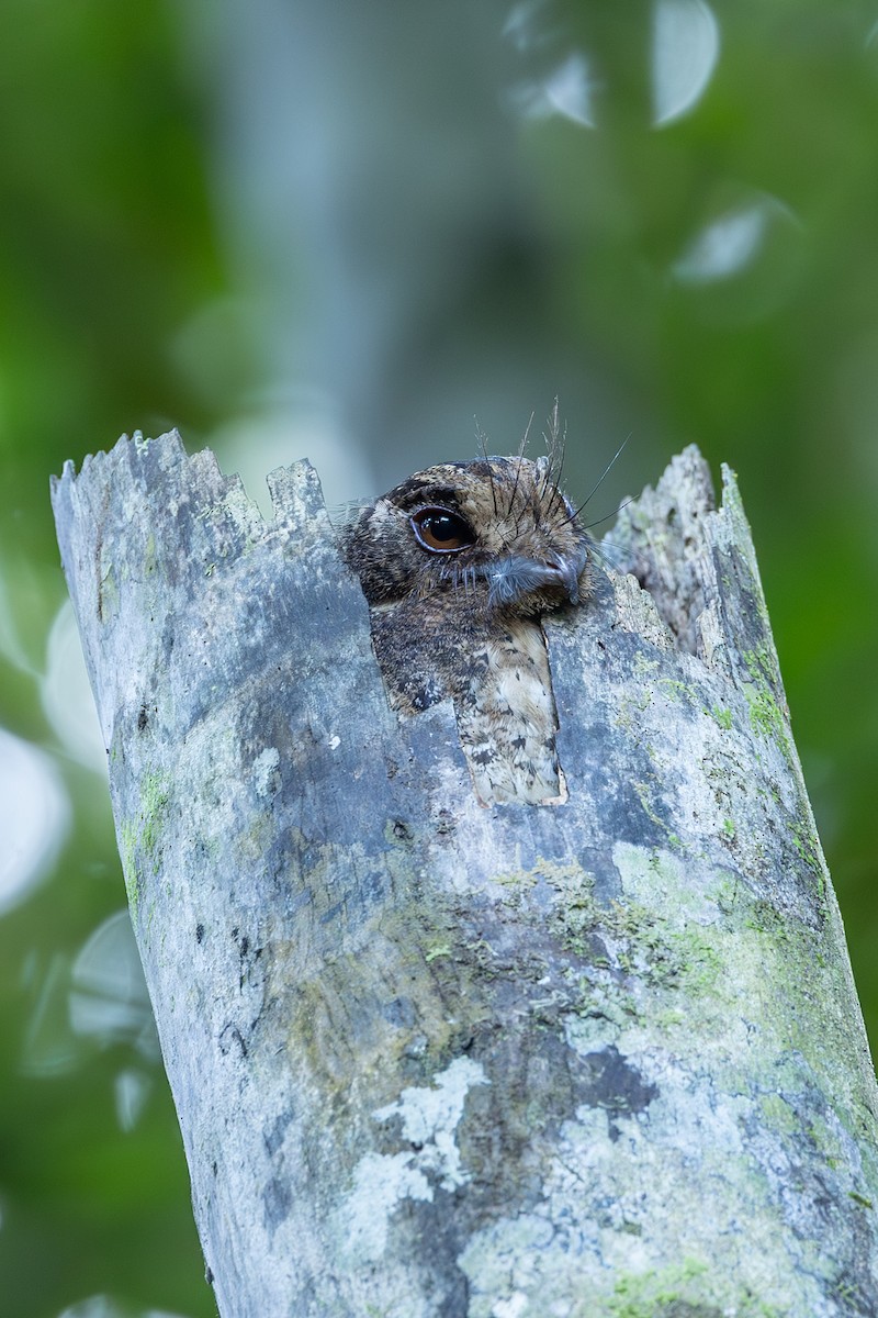 Moluccan Owlet-nightjar - ML646636507
