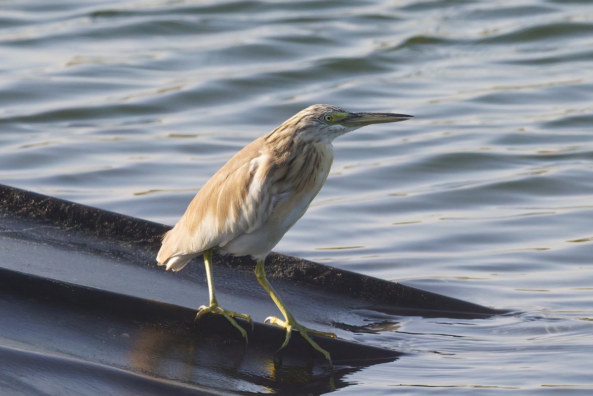 Чапля жовта - ML646636508