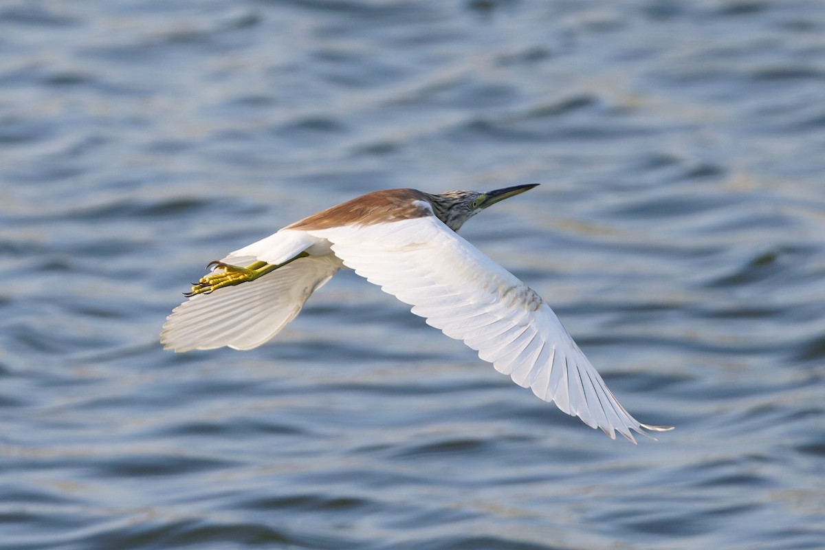 Чапля жовта - ML646636509