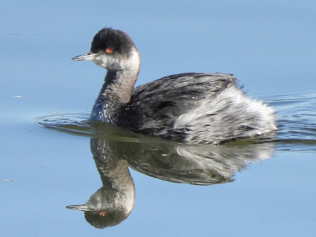 Grèbe à cou noir - ML646636510