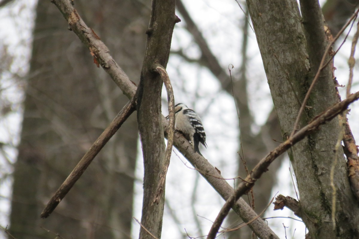 Малый пёстрый дятел - ML646636511