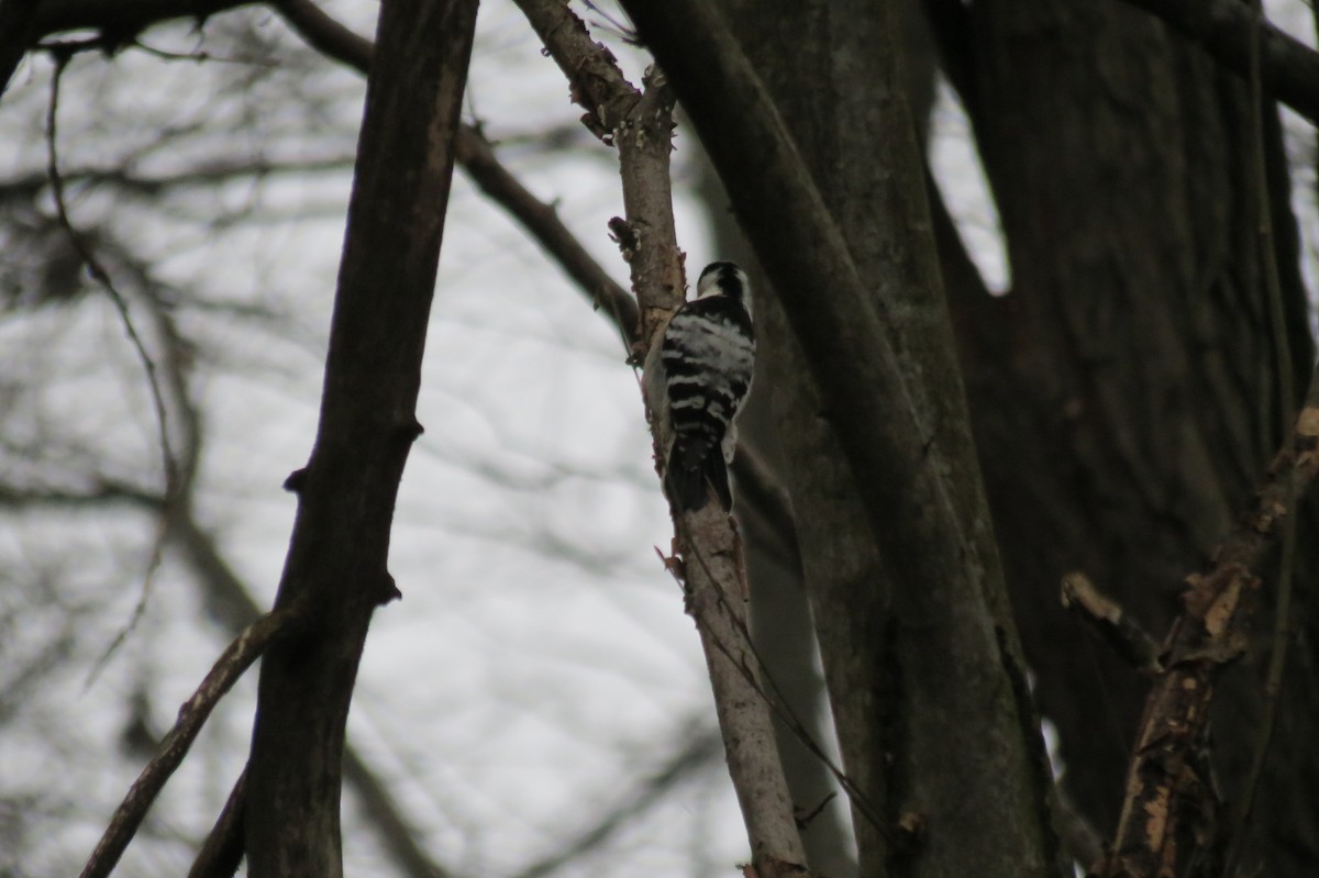 Малый пёстрый дятел - ML646636512