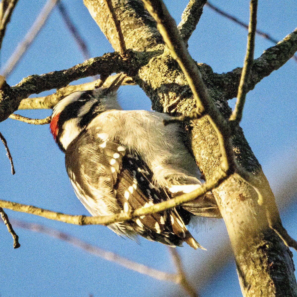 Downy Woodpecker - ML646636513