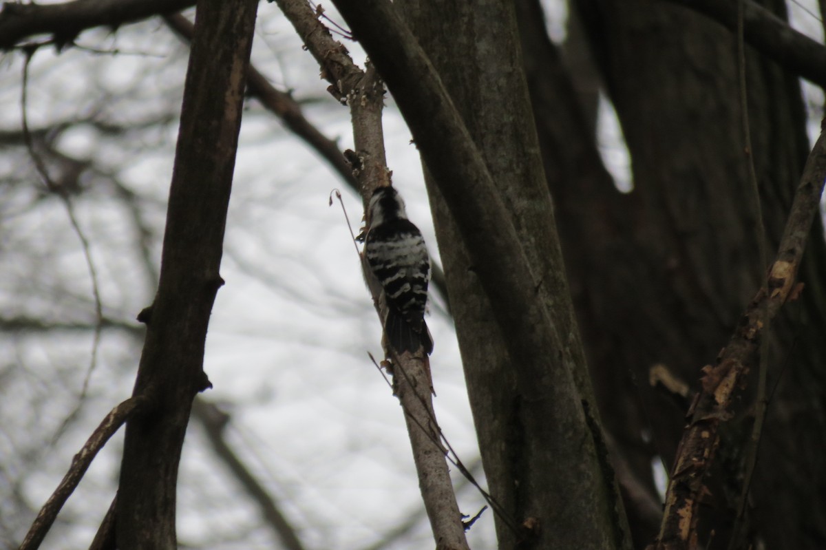 Малый пёстрый дятел - ML646636514