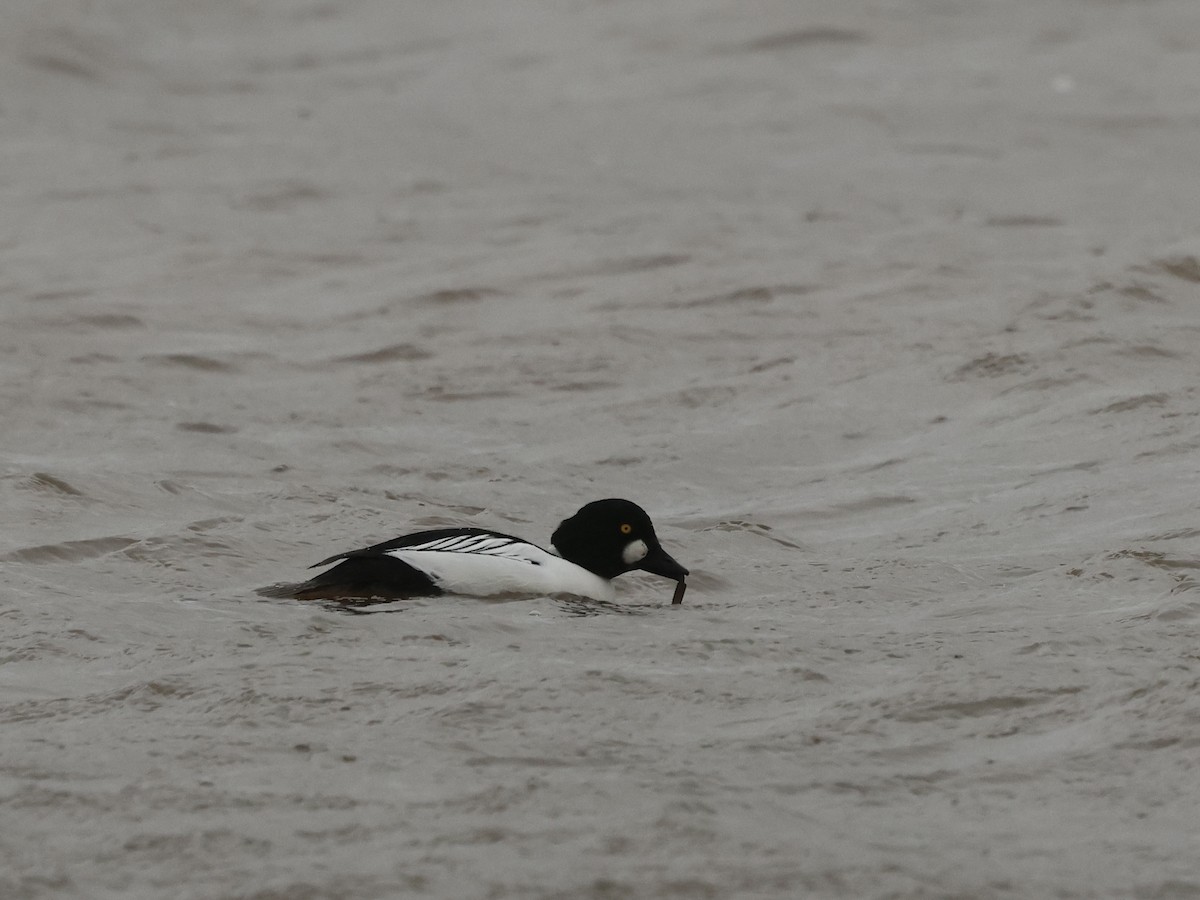 Porrón Osculado - ML646636515