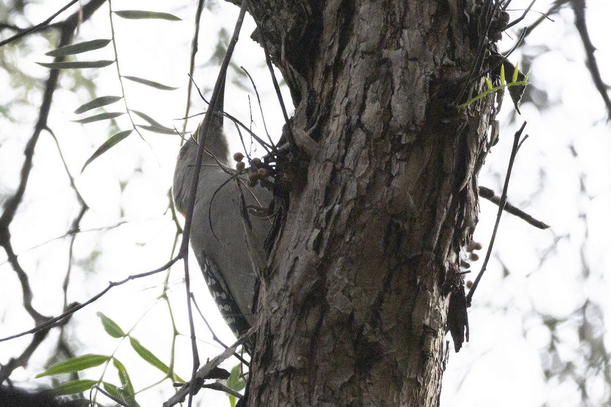 Pic à front doré - ML646636516