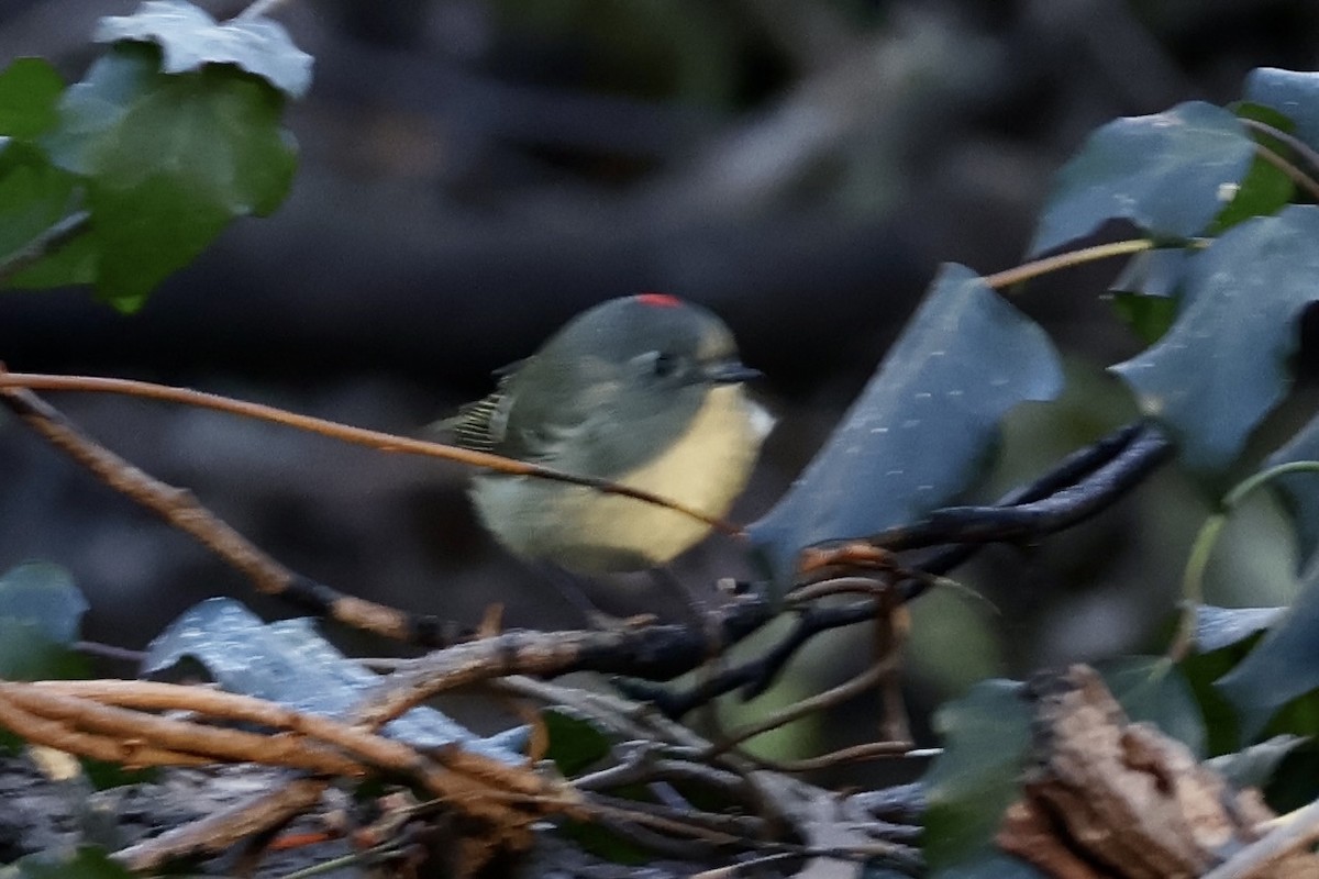 Ruby-crowned Kinglet - ML646636518