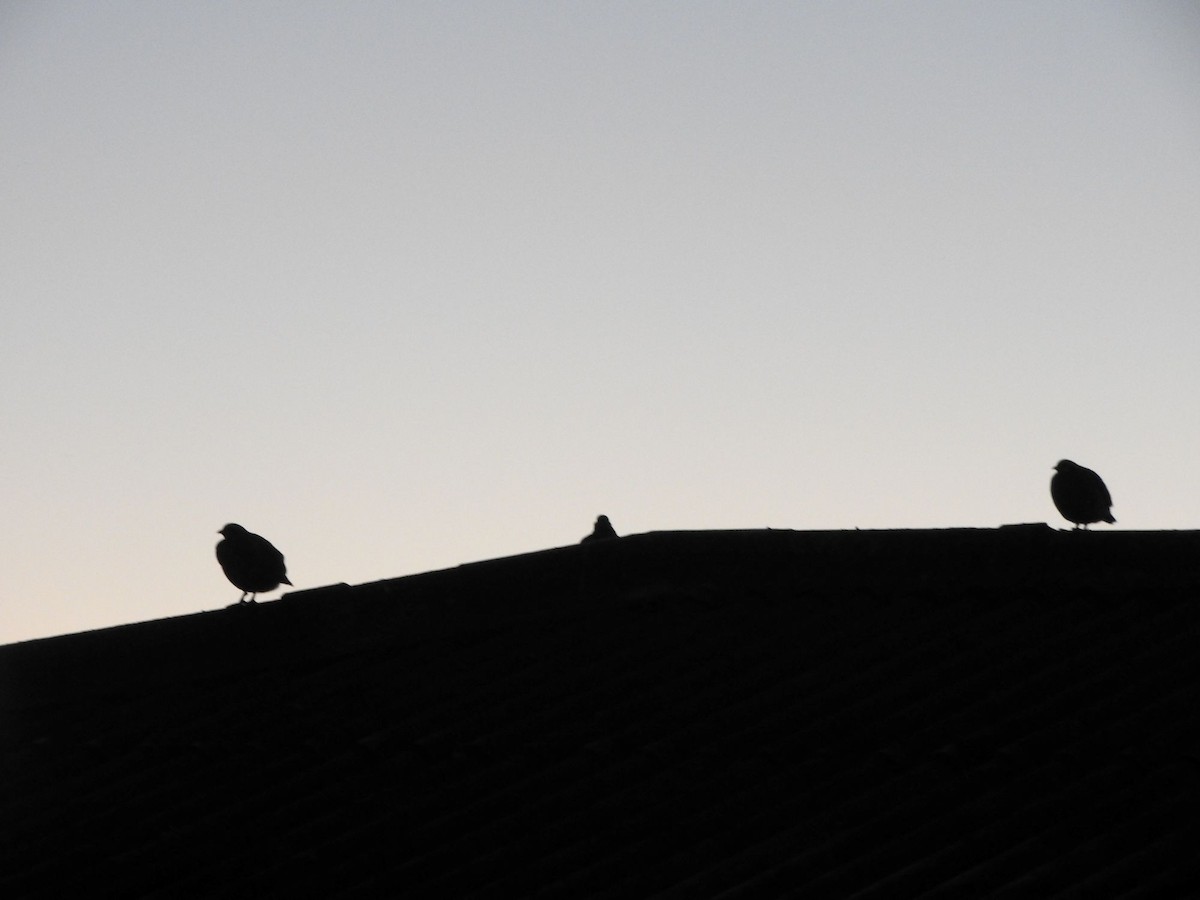 Perdrix choukar - ML646636519