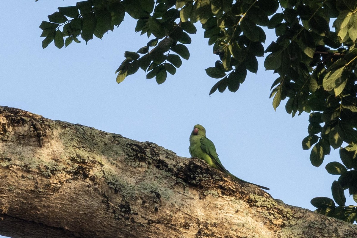 Rose-ringed Parakeet - ML646636521