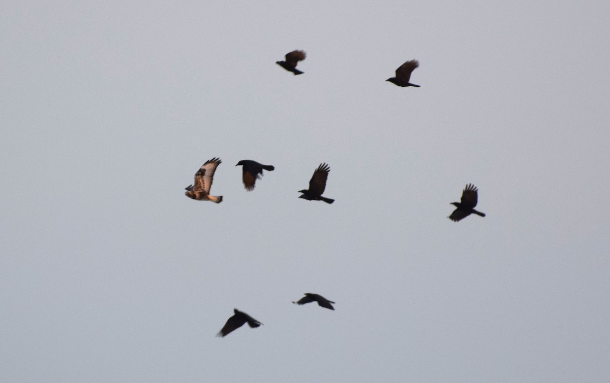 Poiana calzata - ML646636522