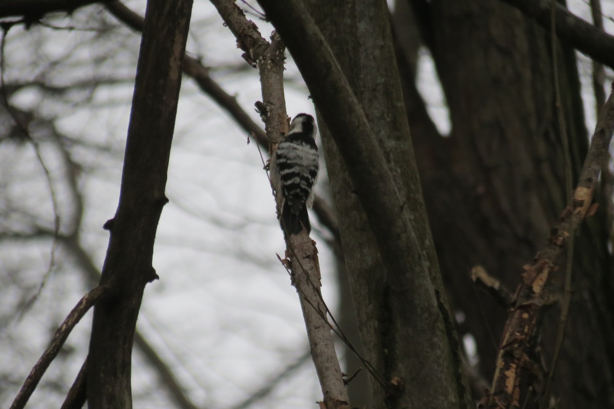 Малый пёстрый дятел - ML646636525