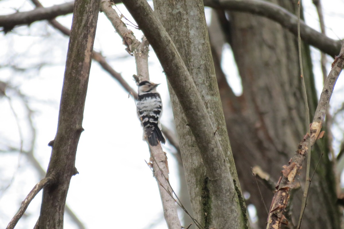 Малый пёстрый дятел - ML646636526