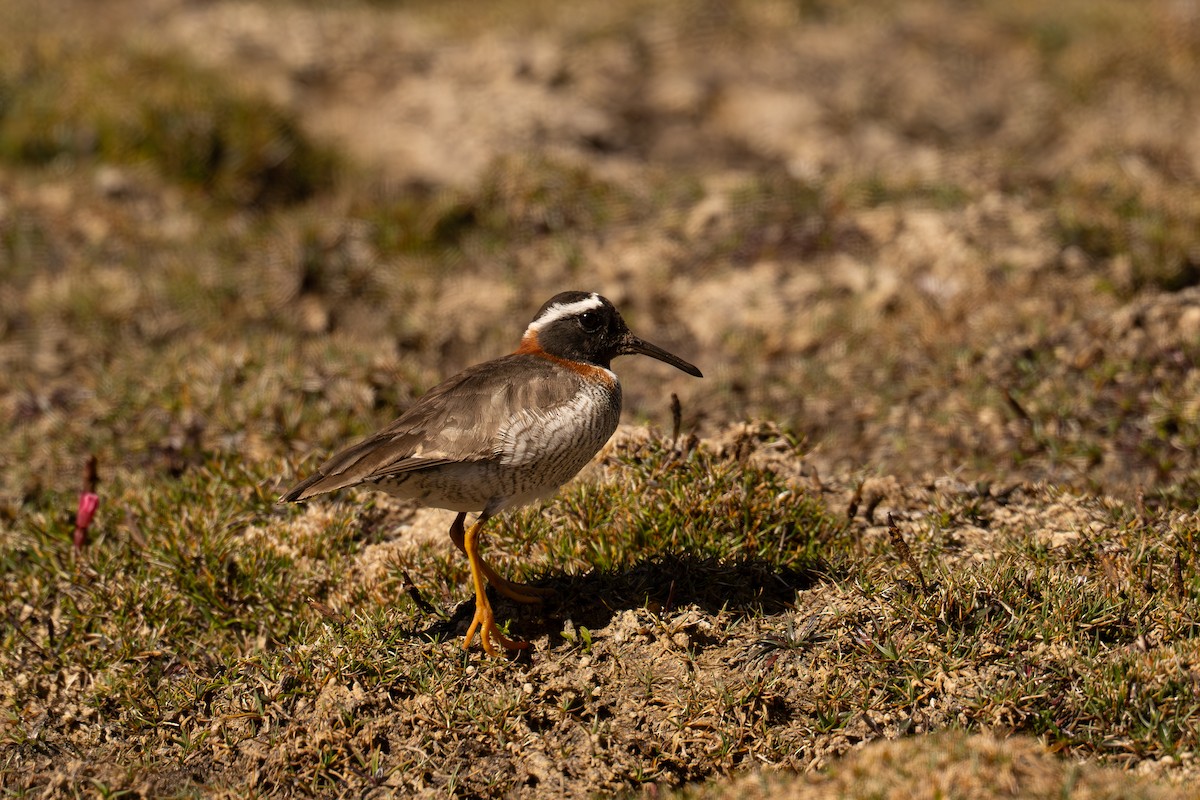 Diademed Sandpiper-Plover - ML646636527
