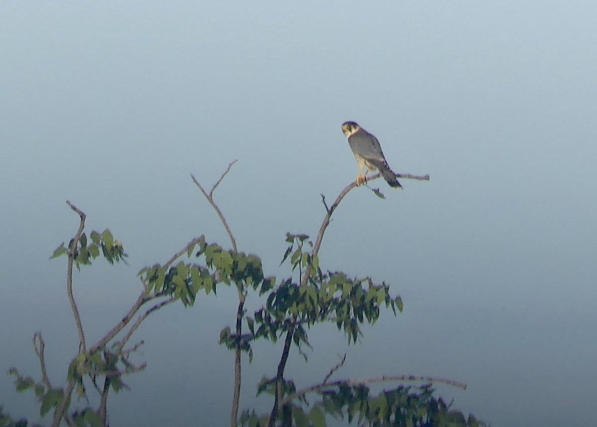 Red-necked Falcon (African) - ML646636528