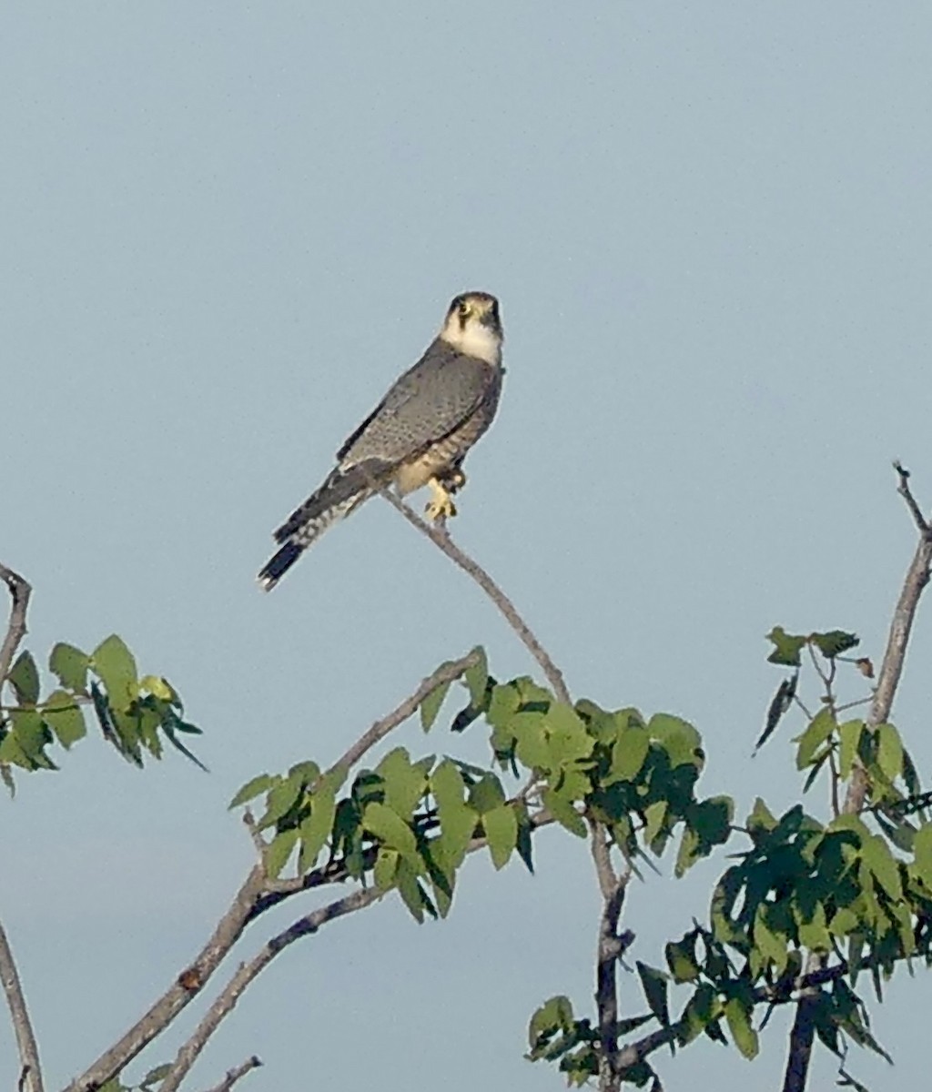 Red-necked Falcon (African) - ML646636529