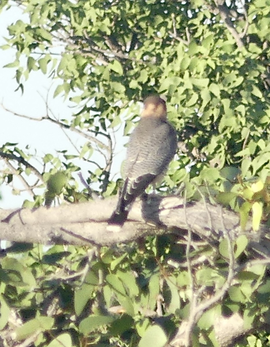 Red-necked Falcon (African) - ML646636530