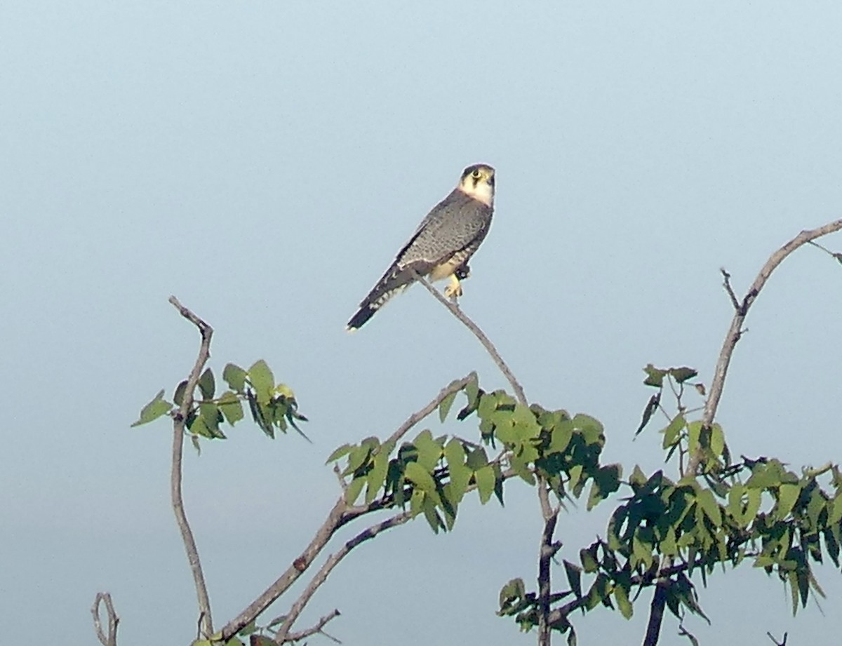 Red-necked Falcon (African) - ML646636531