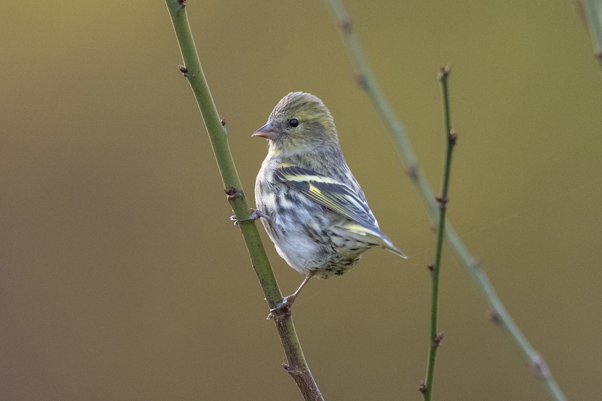 Eurasian Siskin - ML646636536
