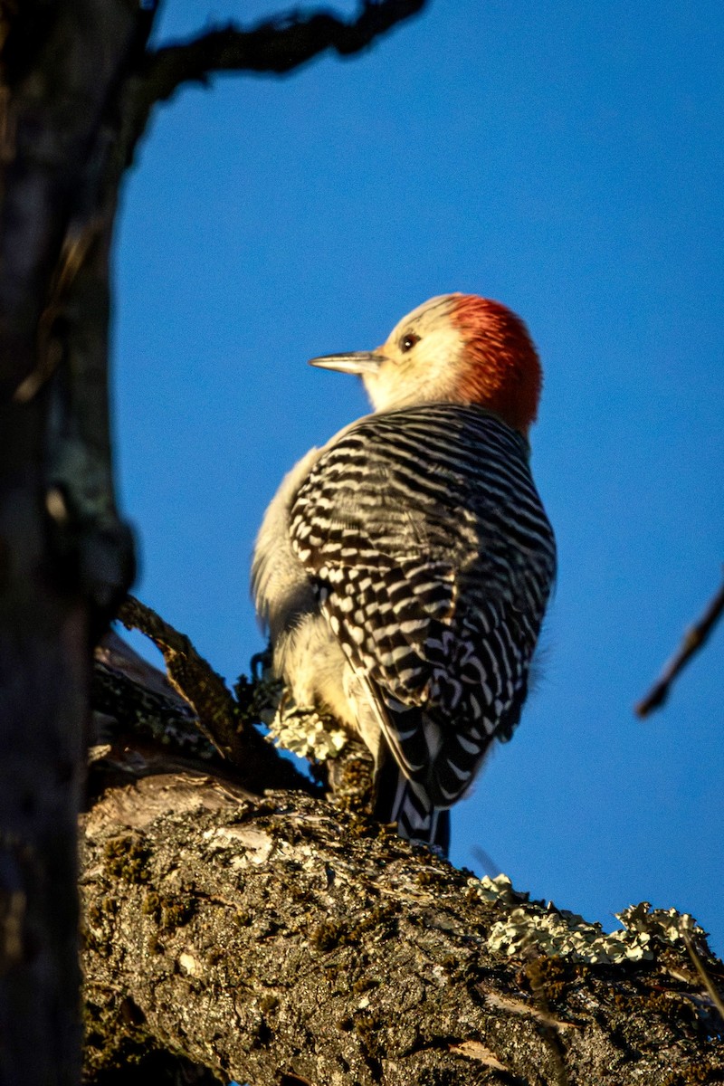 Red-bellied Woodpecker - ML646636537