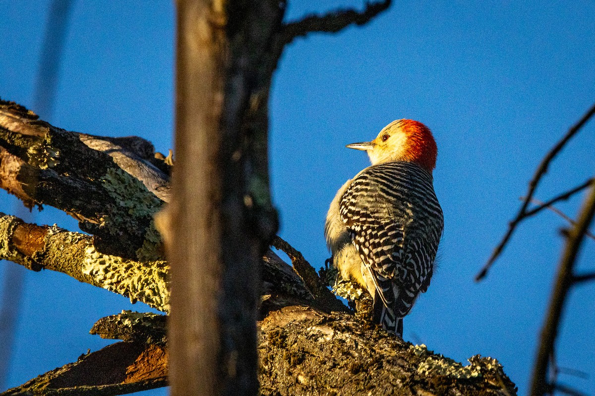 Red-bellied Woodpecker - ML646636538