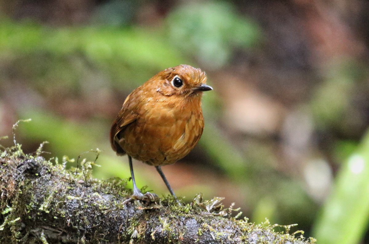 urubambamaurpitta - ML646636547