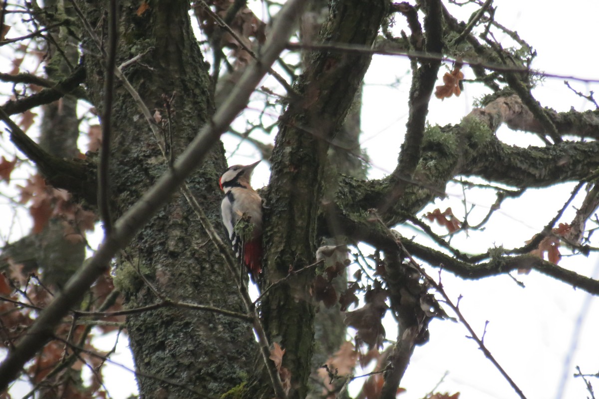 Большой пёстрый дятел - ML646636551