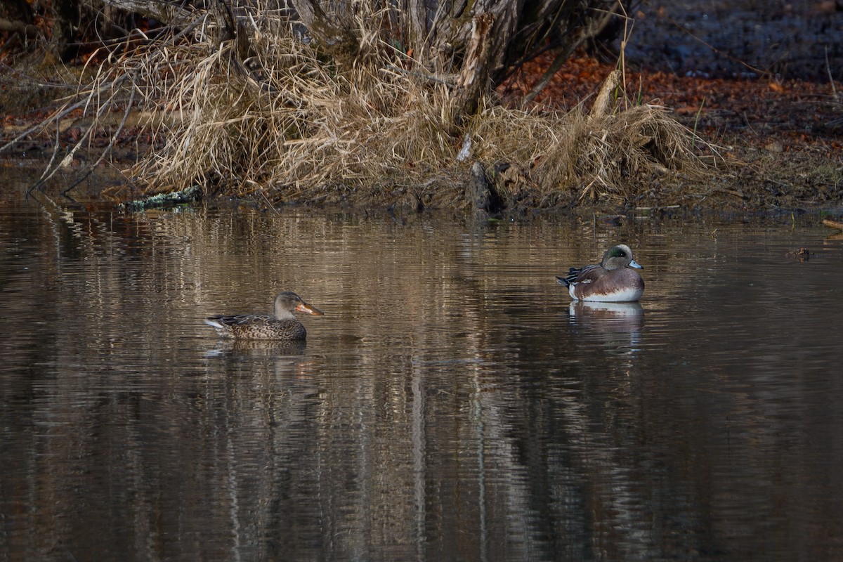 lžičák pestrý - ML646636553