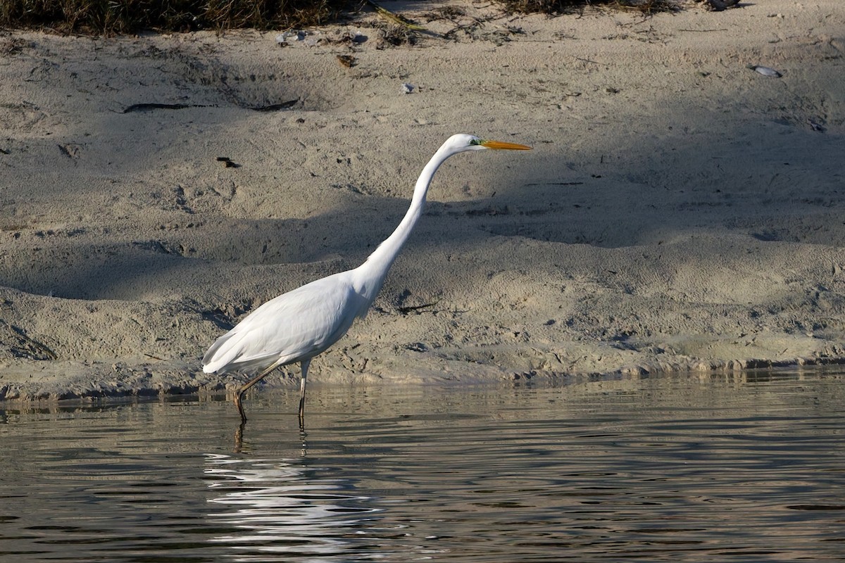 Чапля велика - ML646636555