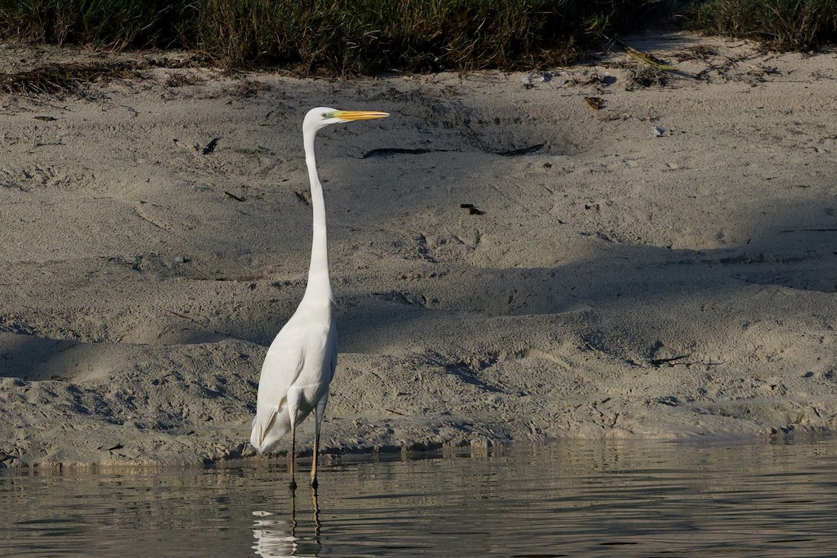 Чапля велика - ML646636556