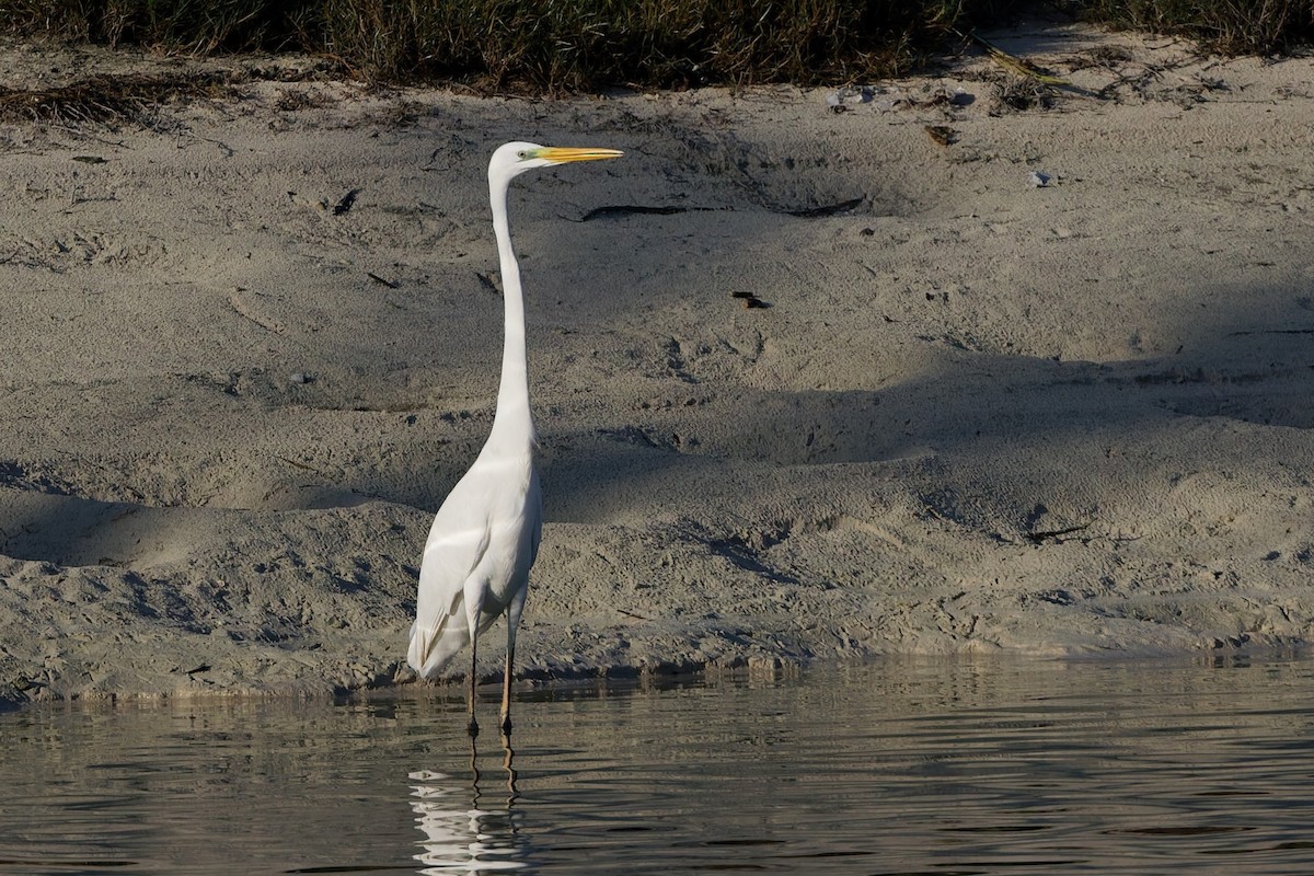 Чапля велика - ML646636557