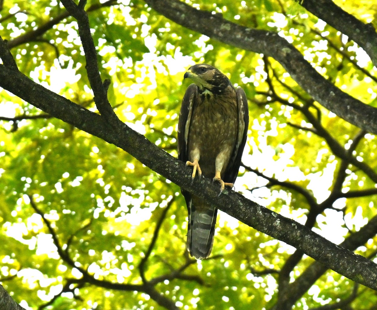 Oriental Honey-buzzard - ML646636559