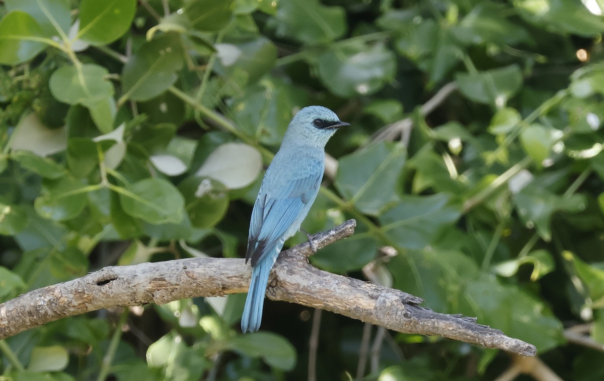 Papamoscas Verdín - ML646636560