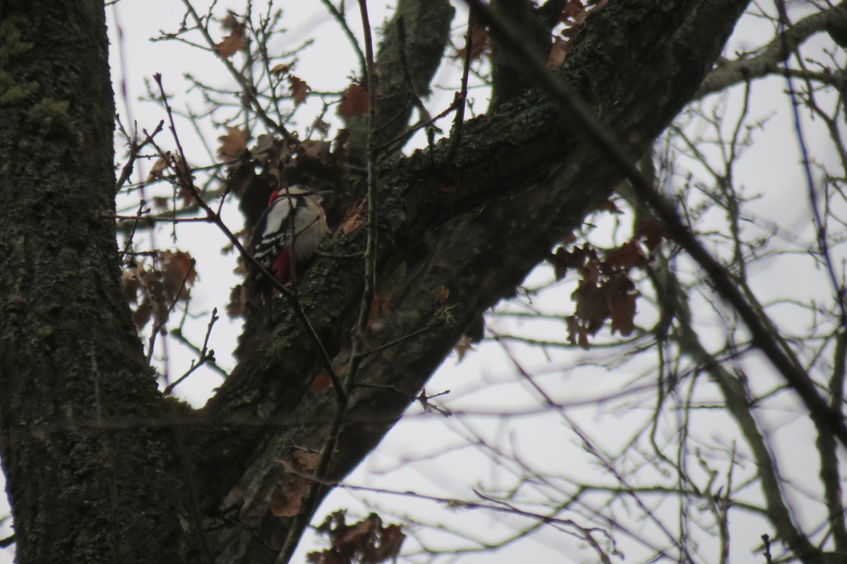 Большой пёстрый дятел - ML646636562