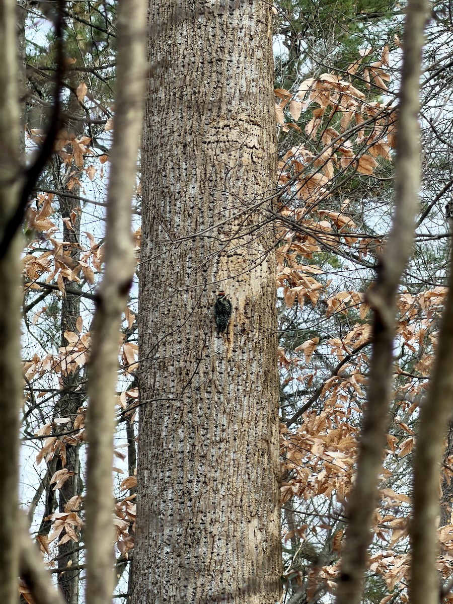 Yellow-bellied Sapsucker - ML646636563