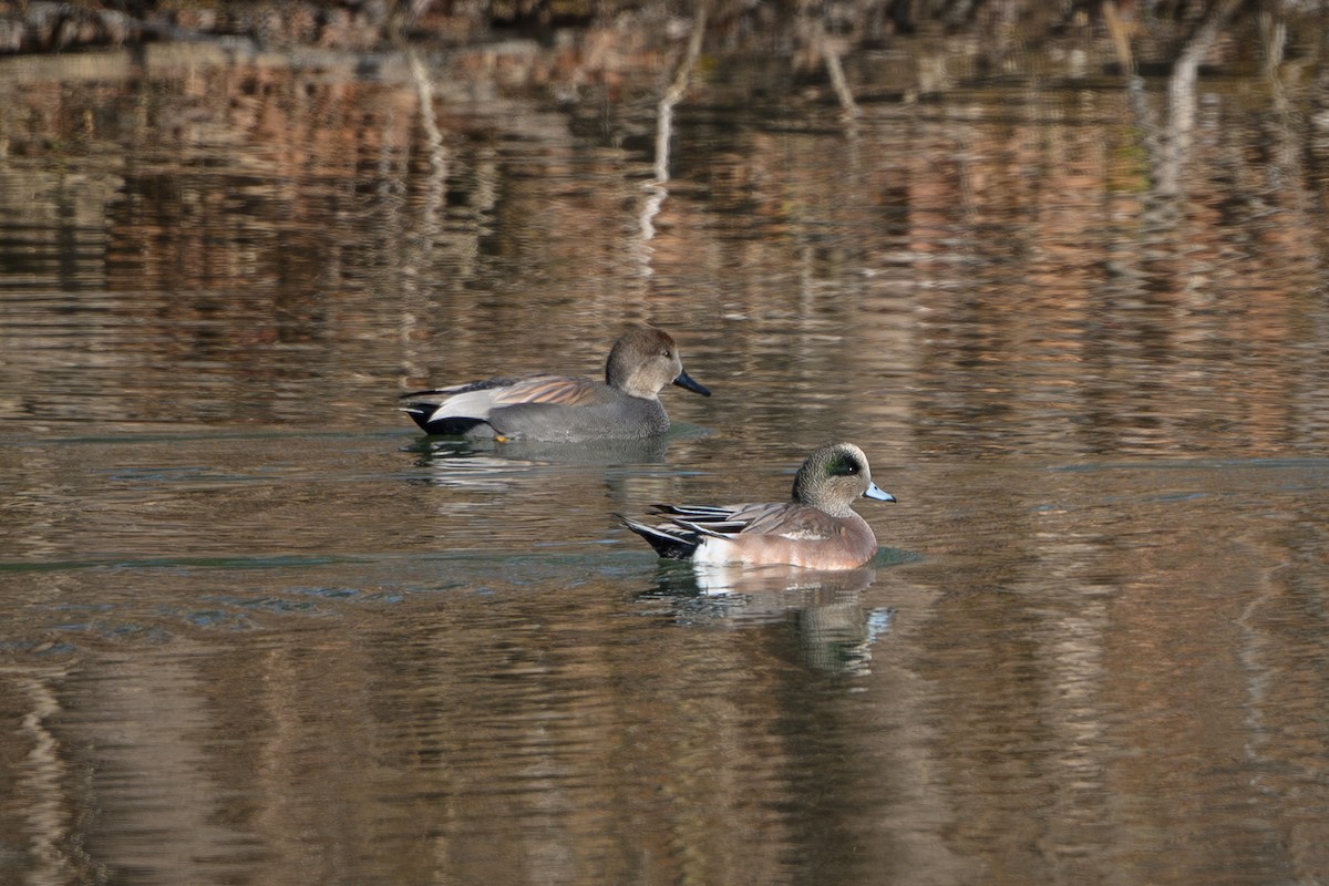 Canard d'Amérique - ML646636564