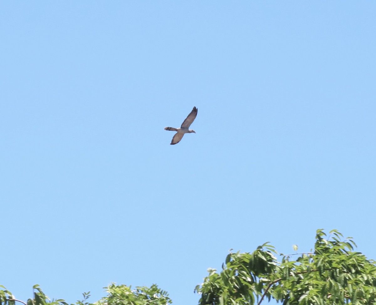 Зозуля-велет - ML646636566