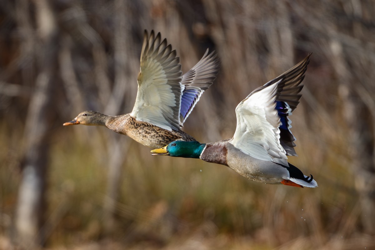 kachna divoká - ML646636567