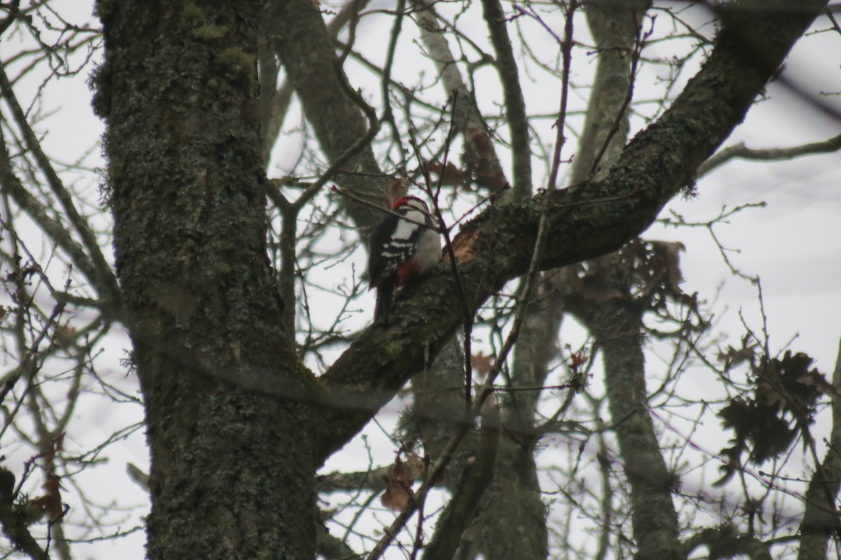 Большой пёстрый дятел - ML646636568