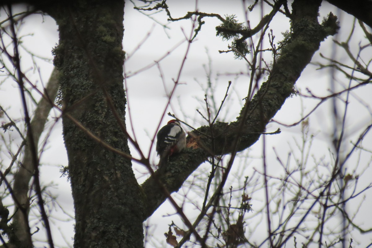 Большой пёстрый дятел - ML646636569