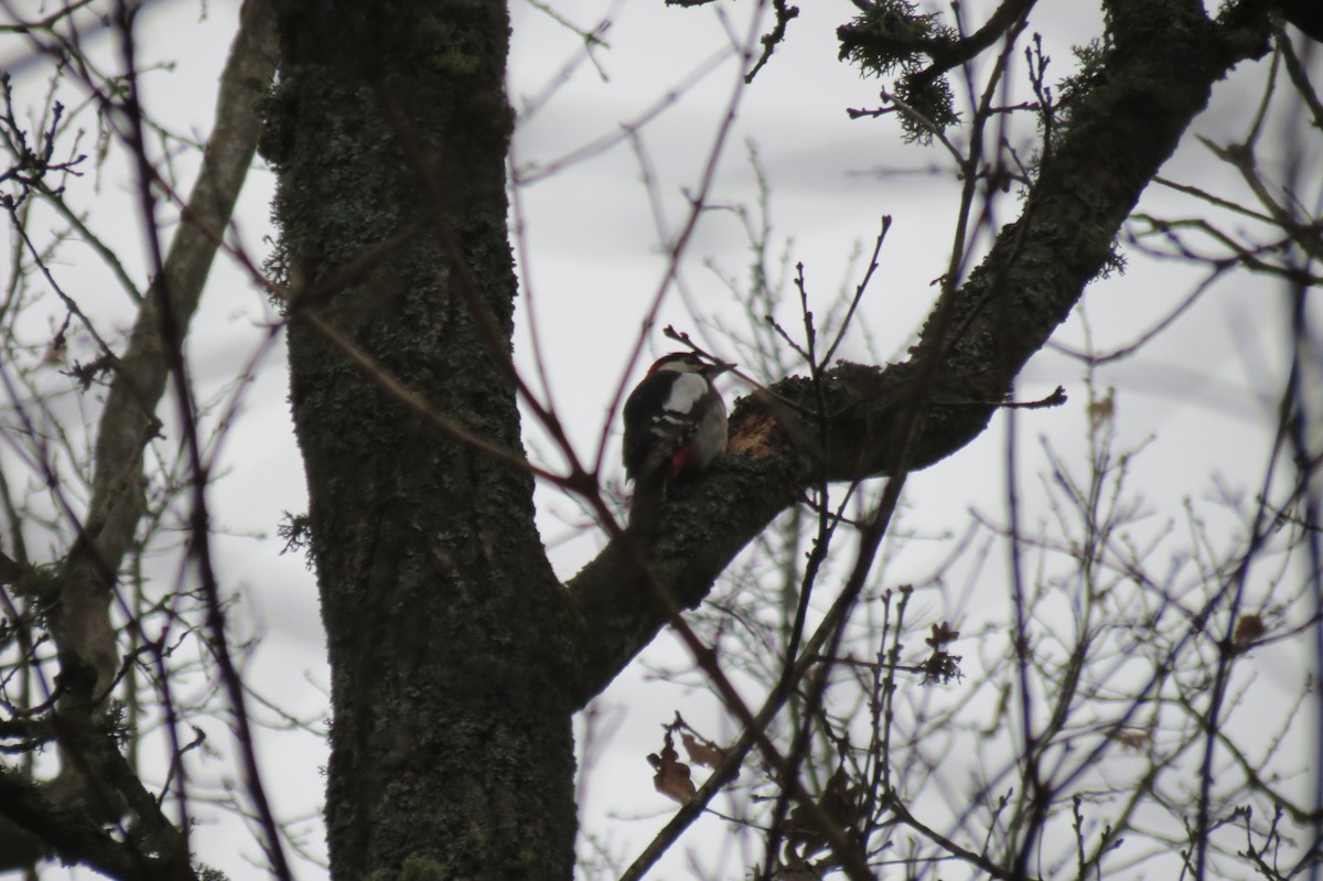 Большой пёстрый дятел - ML646636570